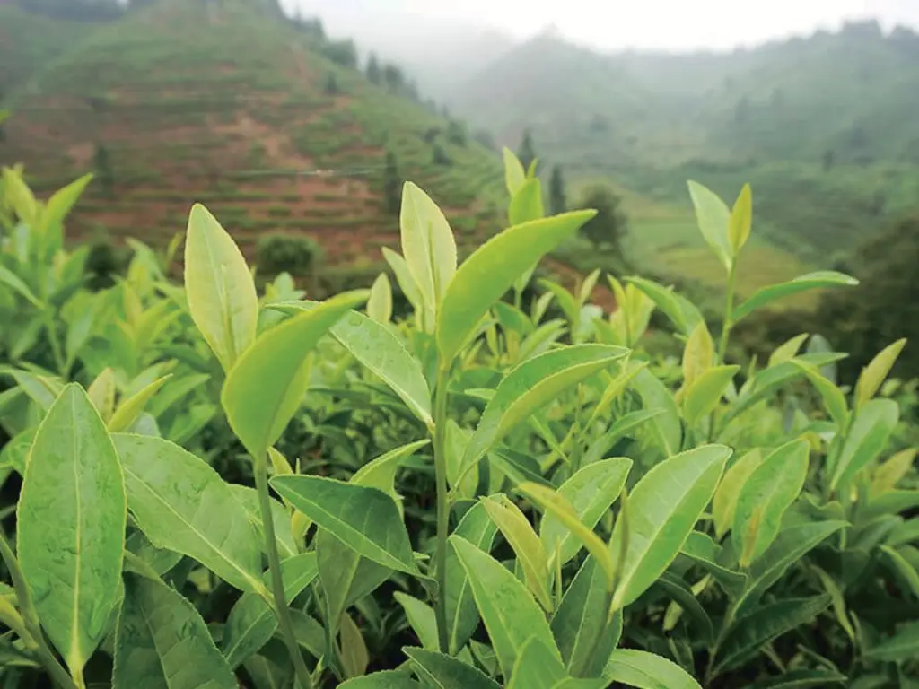 White Tea - Aroma City Scents for Scenting Machine